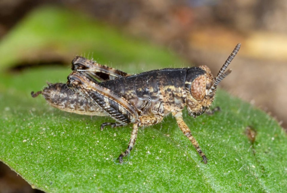 130865_web1_bruners-spur-throat-grasshopperdanjohnsonpeace