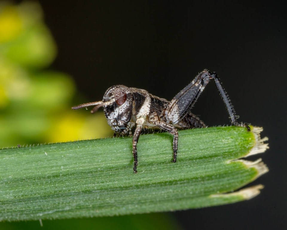 130865_web1_newly-hatched-clear-winged-grasshopper-danjohnson1b