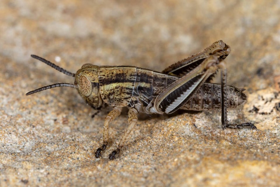 130865_web1_two-striped-grasshopper-danjohnson-as-june-1