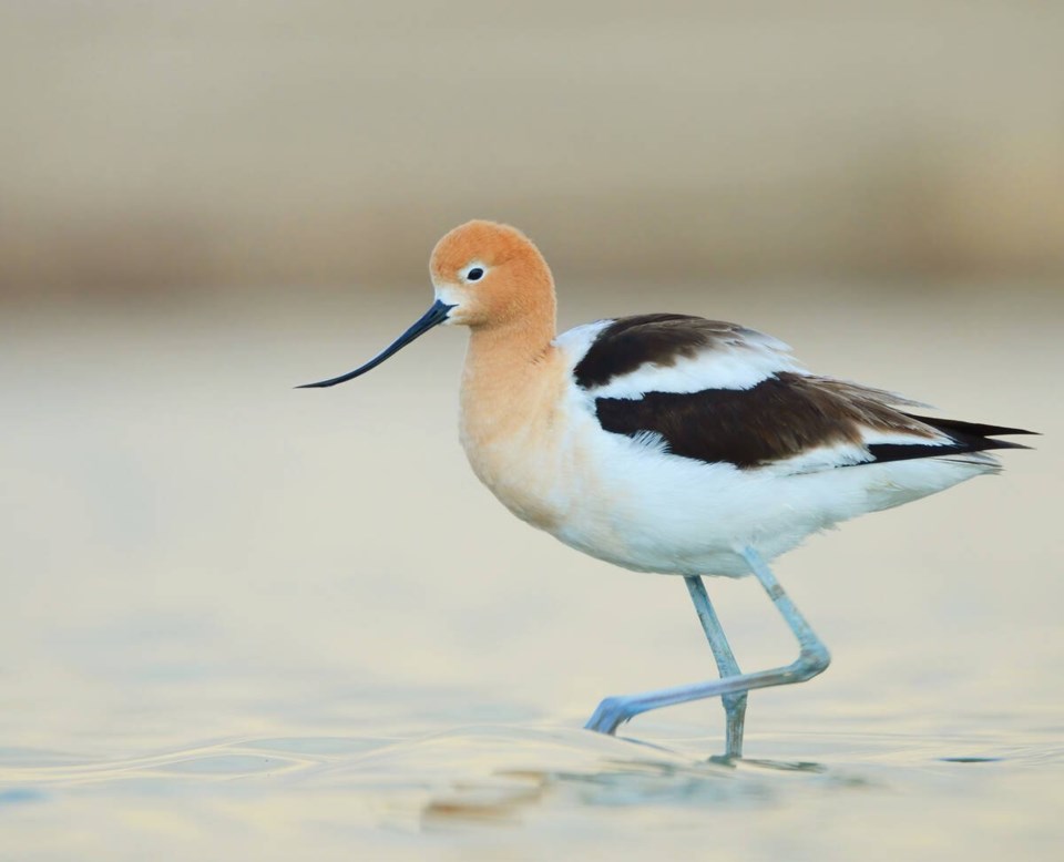 american-avocet