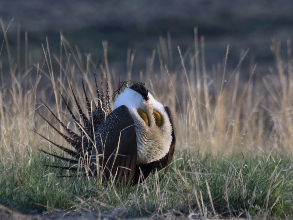 sage-grouse