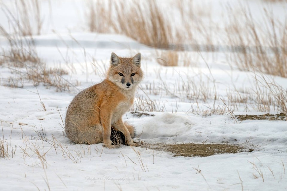 swift-fox