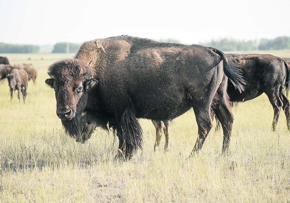 bisonresearch0423