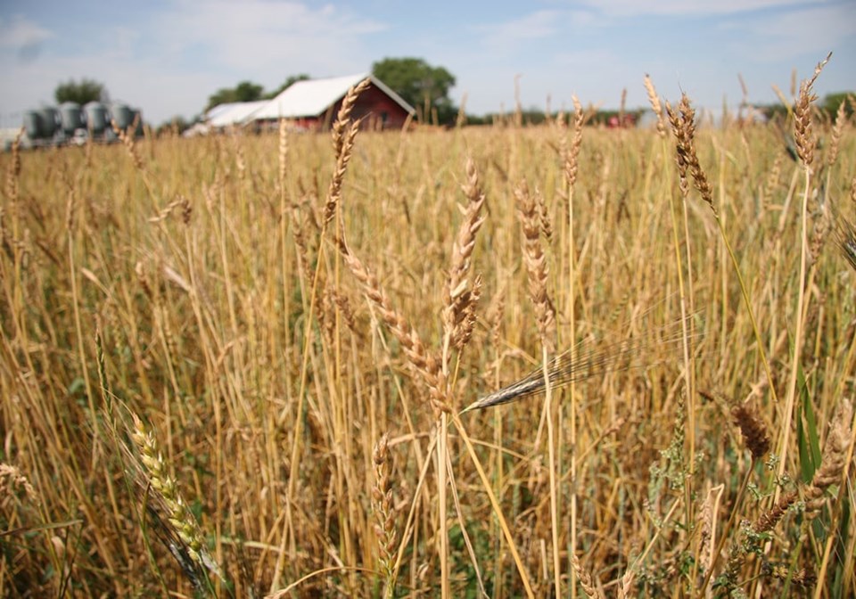 bjd091912red_fife_wheat2789525