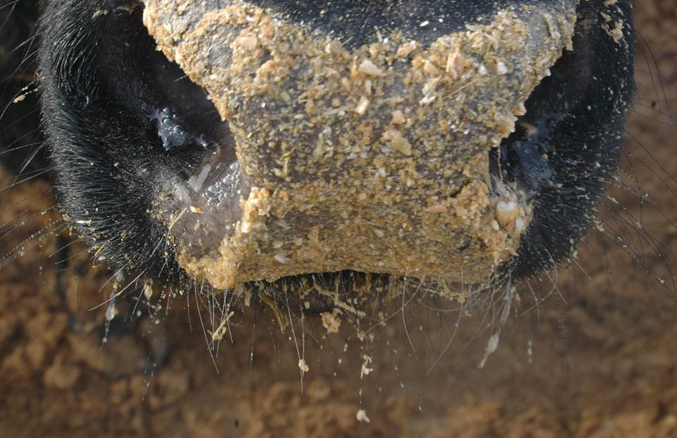 bjg010516_feedlot10-1200