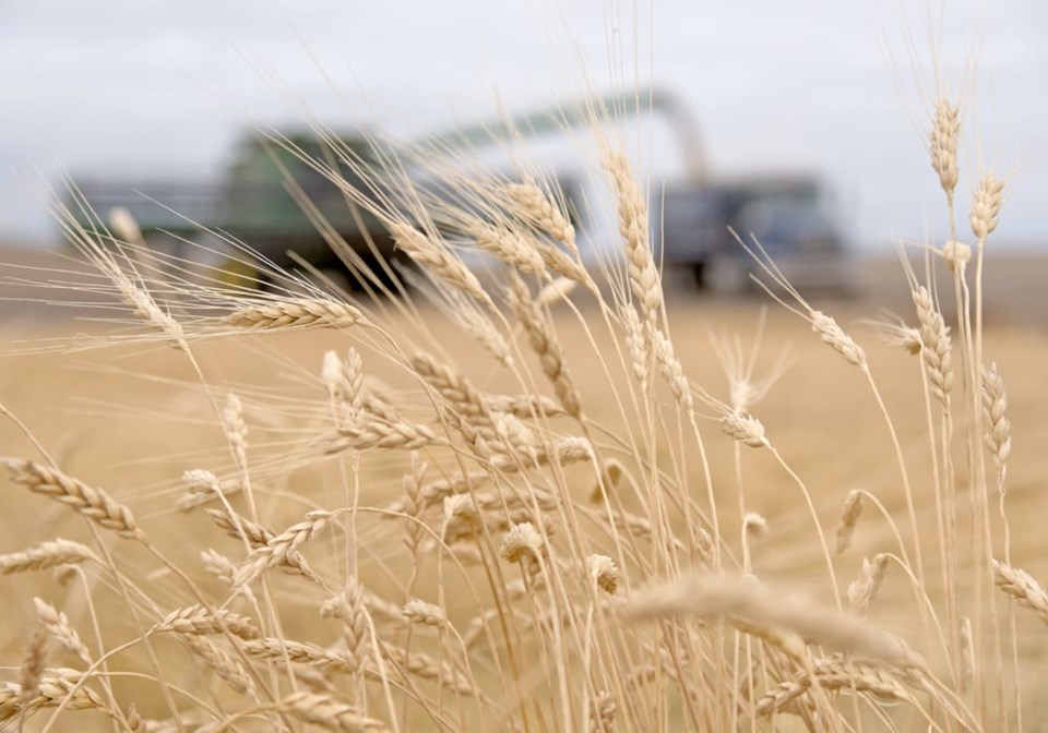 canadian-wheat-1