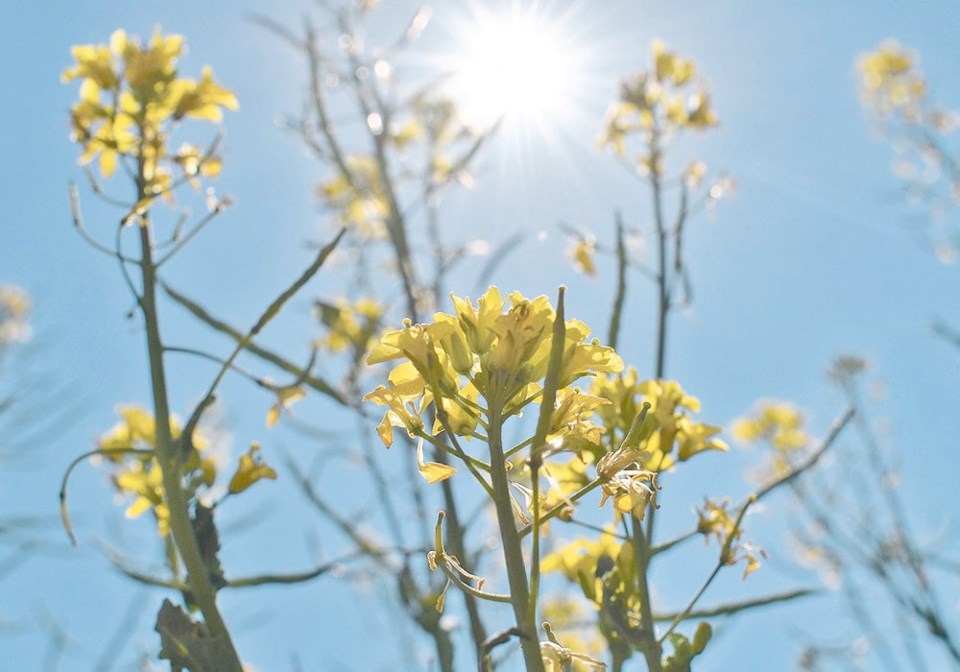 canola-heat-environment