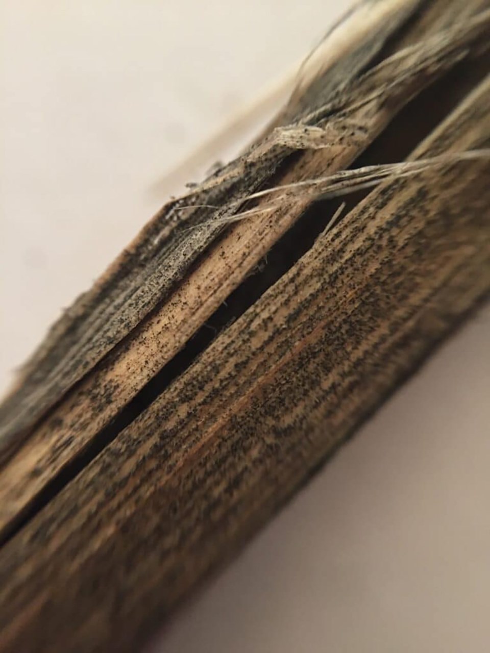canola-stem