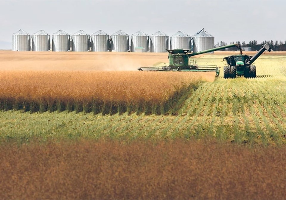 canolaharvest0323