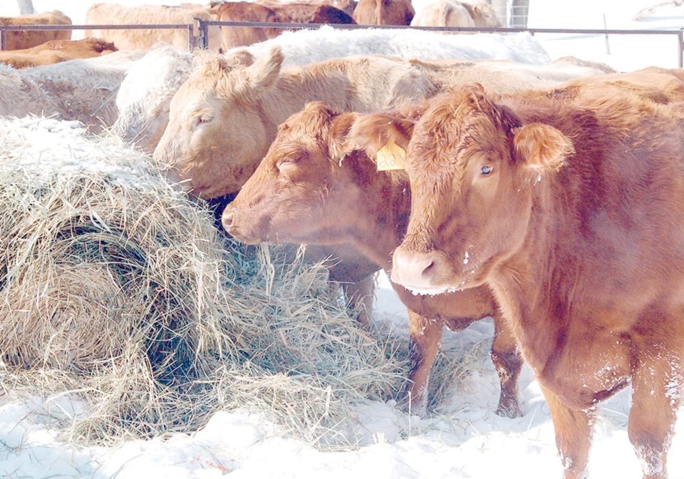 cattle-feeding-winter02242