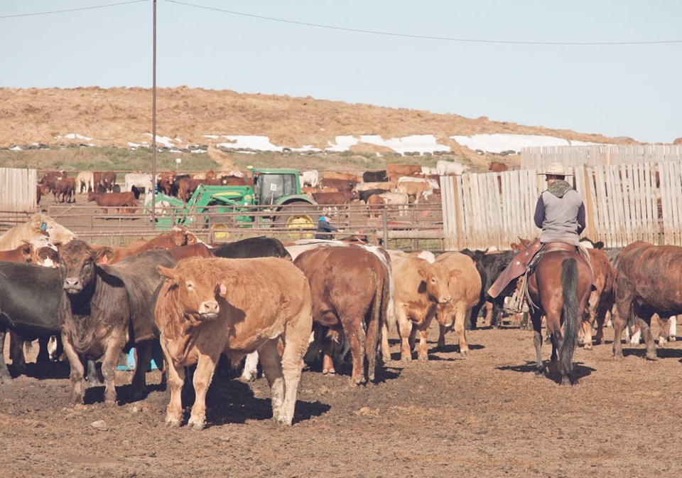 cattle-handling-feedlot1223