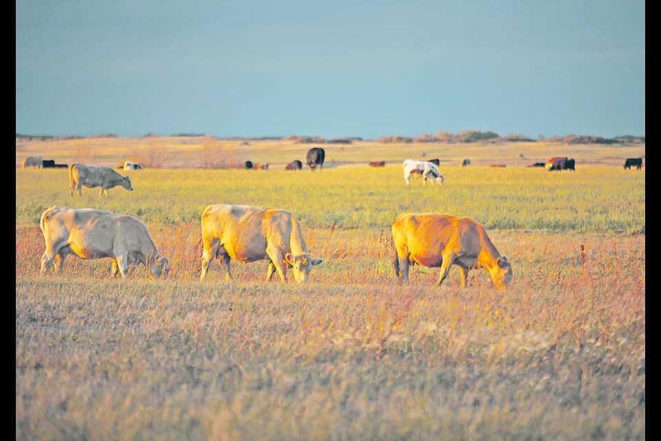 "Immediate measures are needed as farmers and ranchers deal with significant challenges due to drought," Saskatchewan Agriculture Minister David Marit said in a press release. 