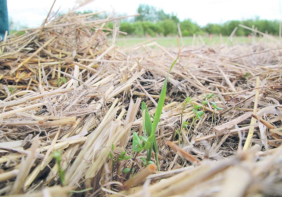 covercrop0323