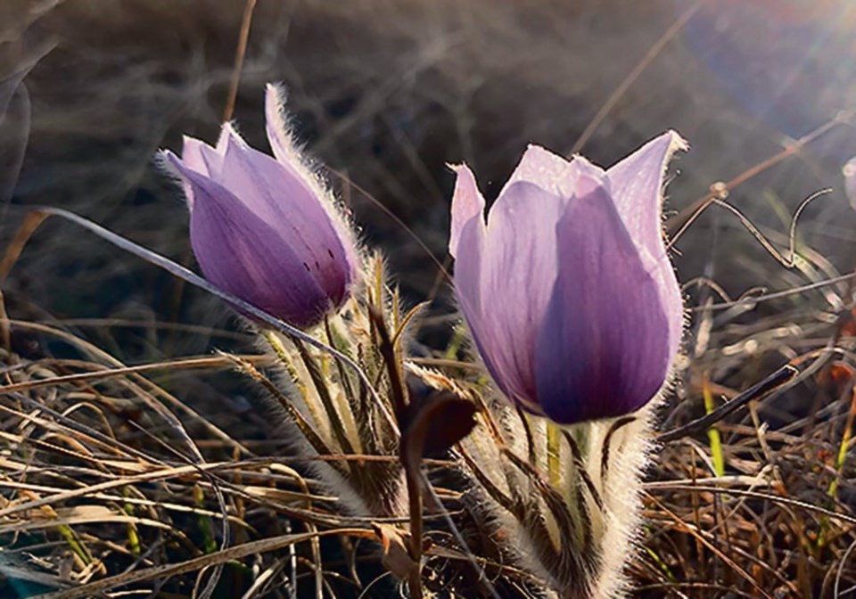 crocuses0423