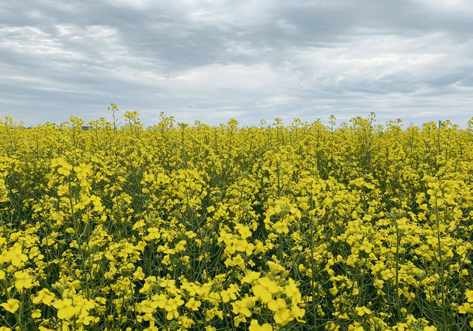 curling_bdc-canola-img_0314-copy