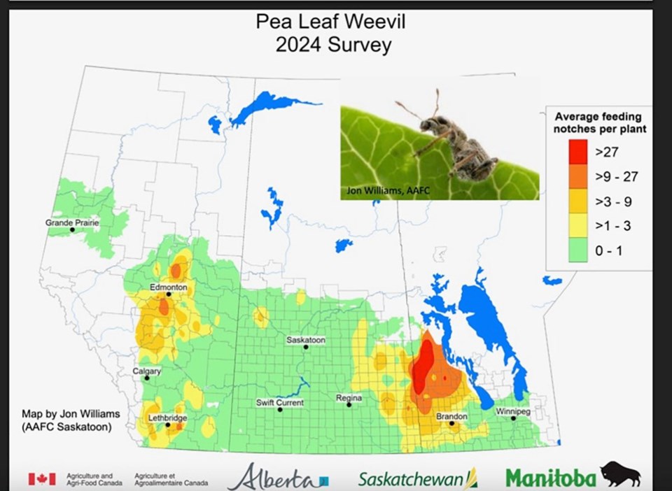 pea-leaf-weevil-map-image-2025-05-27-at-1037-am