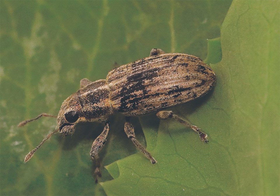 pea-leaf-weevil-plw2-2018-jw-aafc