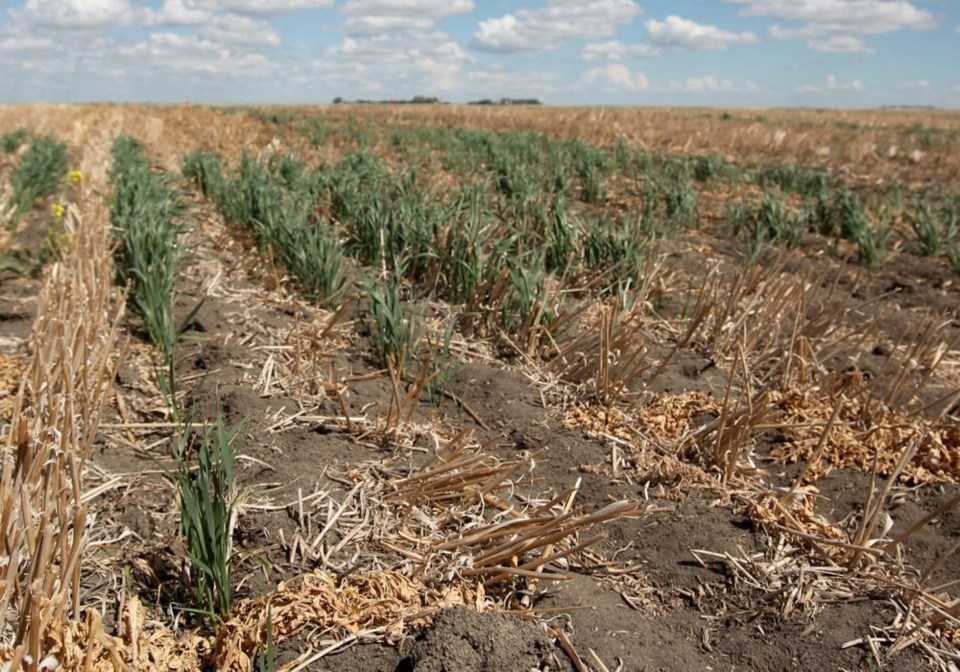 drought-wheat0723