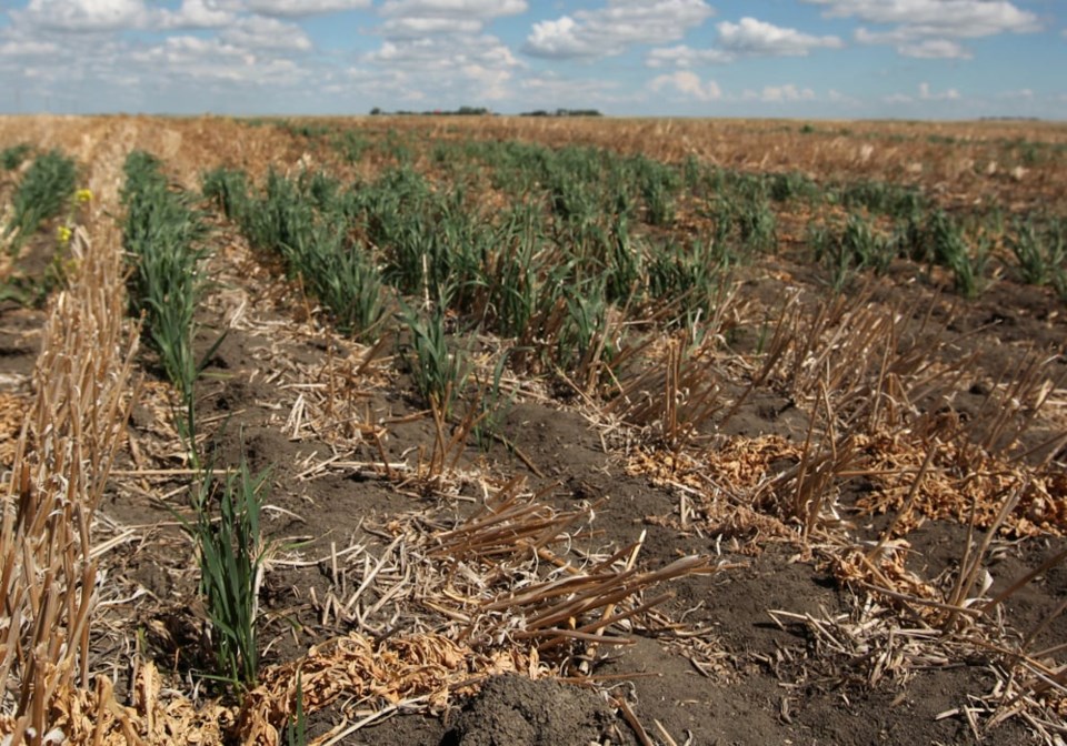 droughtwheat0523