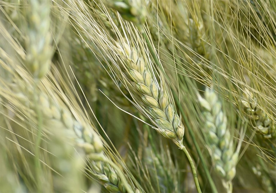 durum