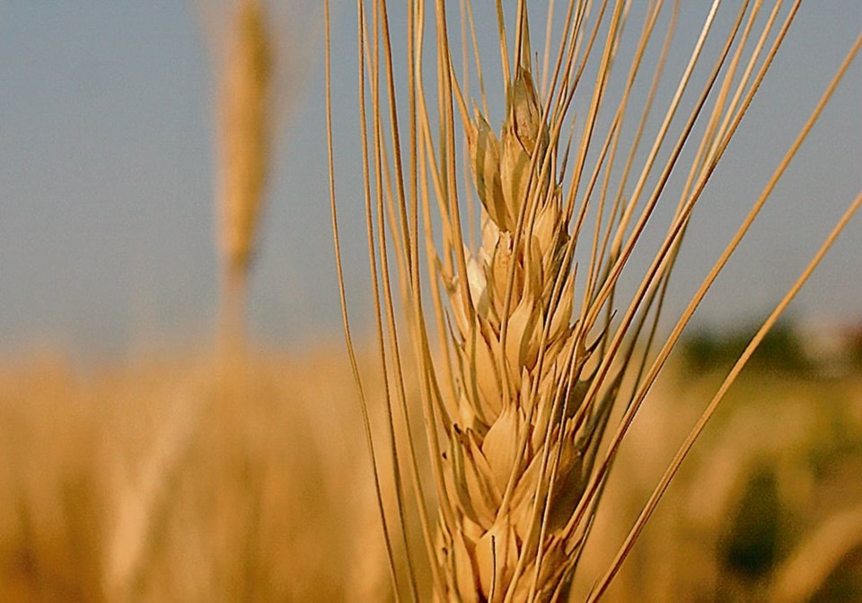 durum0523