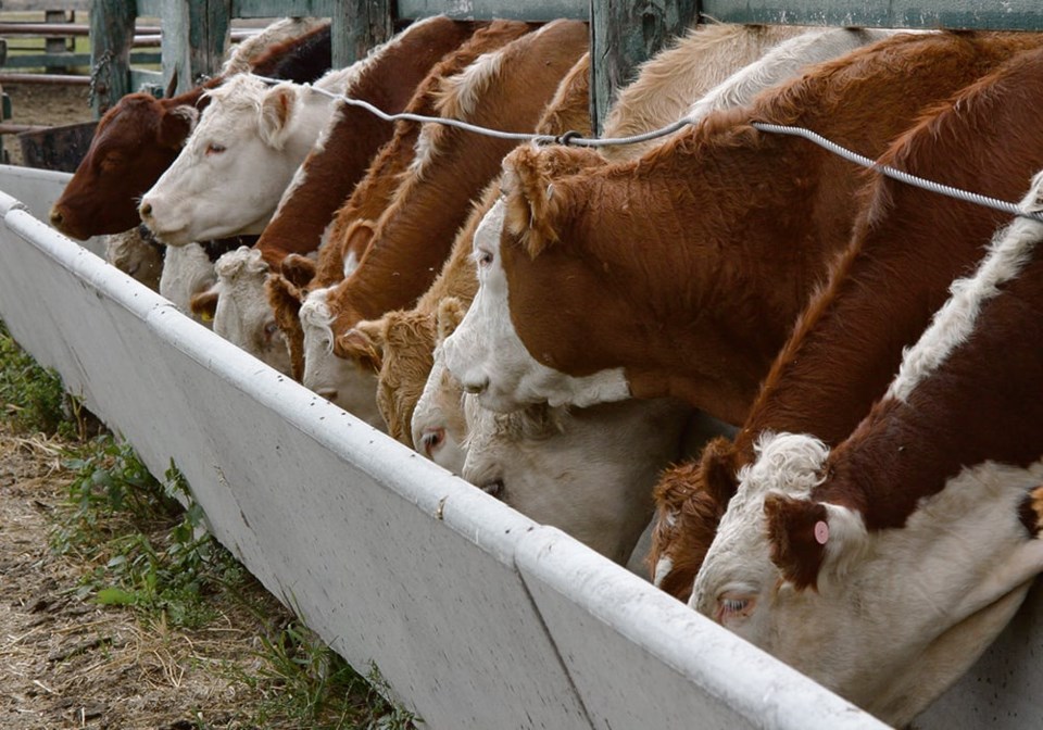 feedlot_cattle_21023