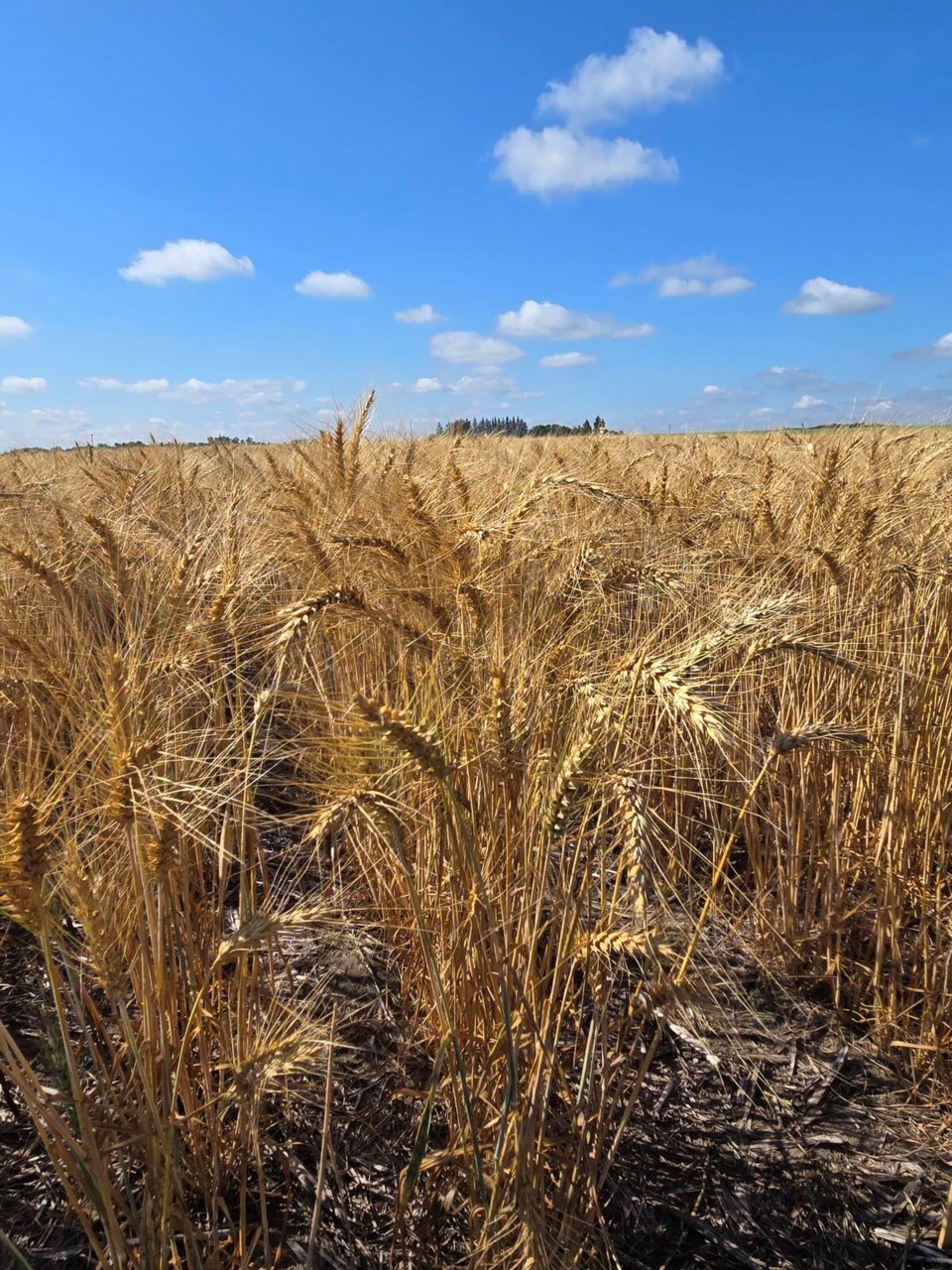 field-of-winter-wheat