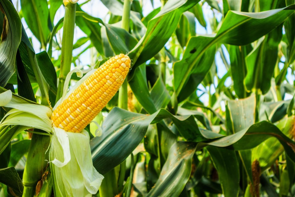 China’s corn production in 2022-23 is pegged at 277.2 million tonnes, a 4.6 million tonne increase over the previous year. 