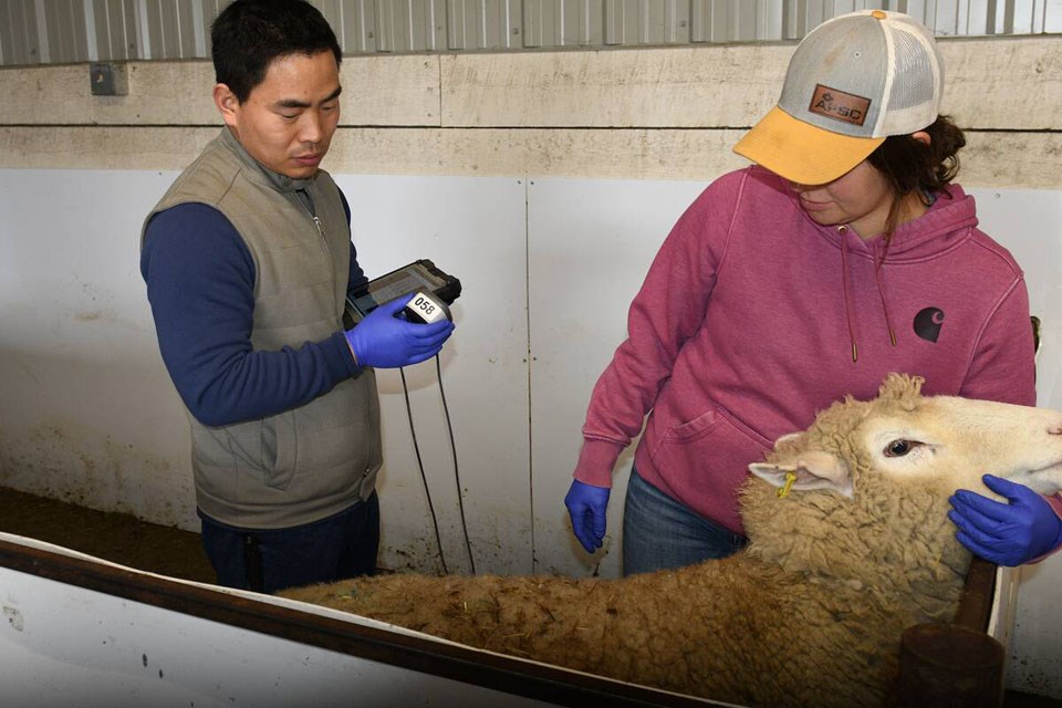 141476_web1_su-new-sheep-ai-technology