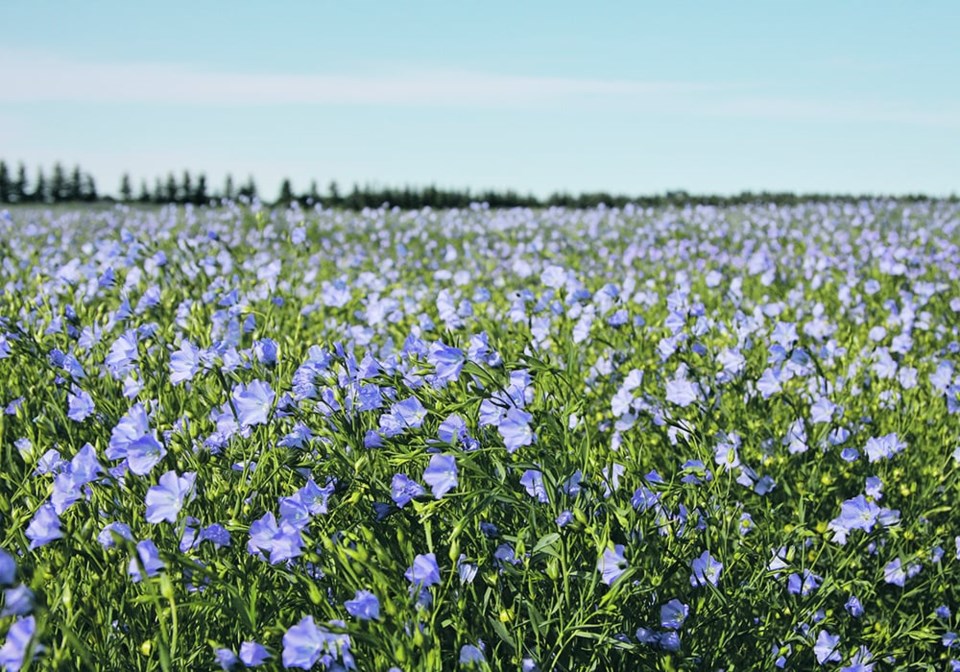 flax_flowers0524