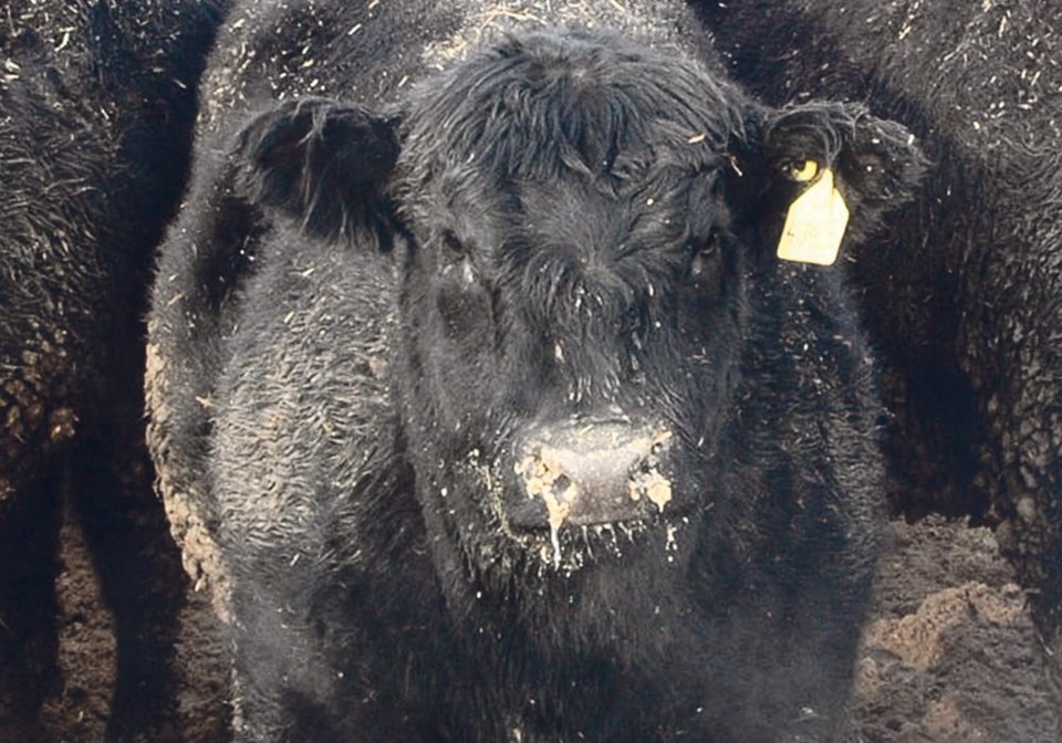 focus-in-on-cow-looking-into-camera-bjg010516_feedlot9