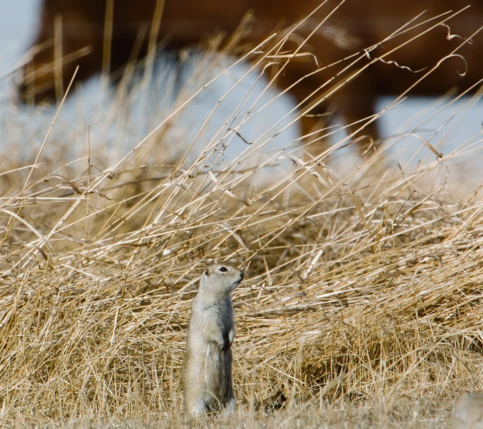 gopher0523