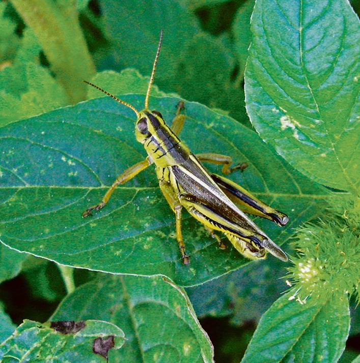 grasshoppers0423