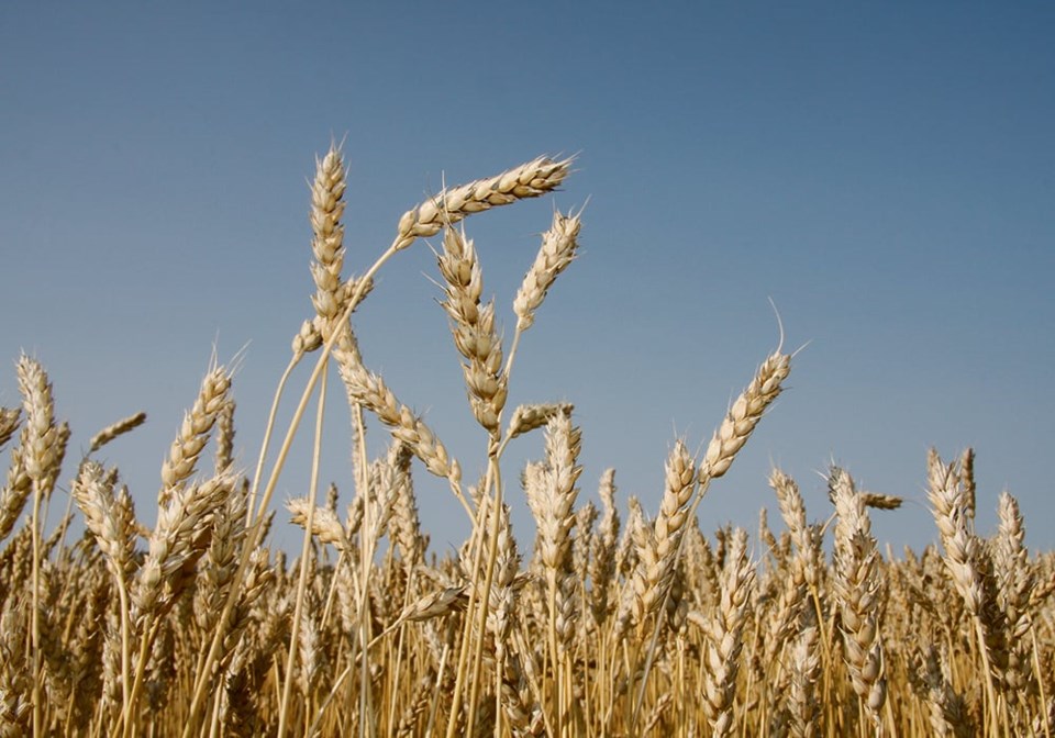harvest_wheat1023