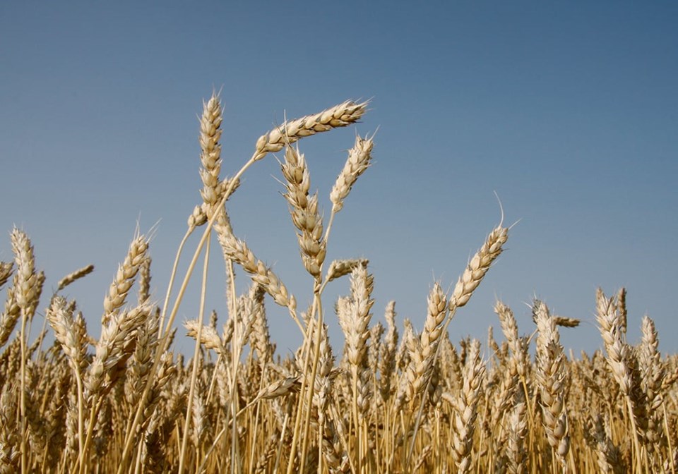 harvest_wheat1023