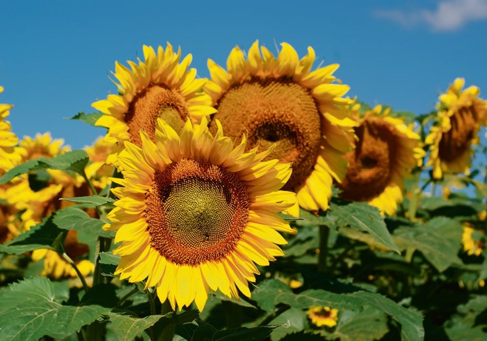 hdm090413sunflower-closeup1868