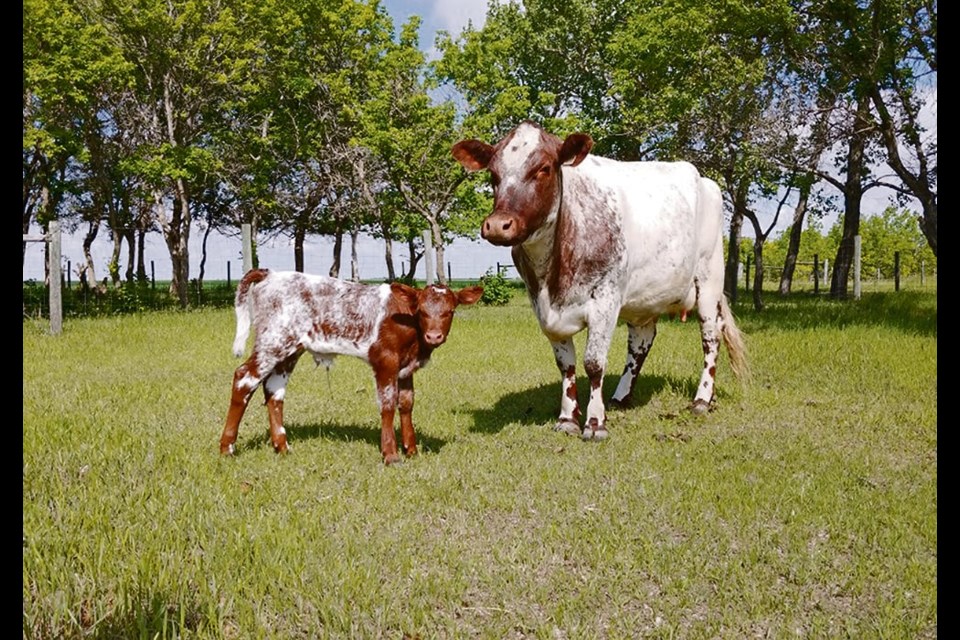 Only 10 purebred Milking Dairy Shorthorns are left in Canada