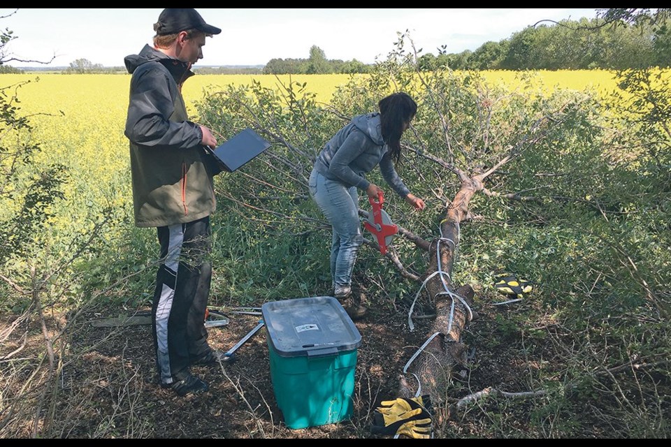 U of S summer student Ben Nykiforuk, left,uses a laptop to record measurements of a green ash gathered by doctoral student Rafaella Mayrinck. The tree, donated by a landowner near Meota, Sask., was felled so all above-ground growth could be weighed and measured.