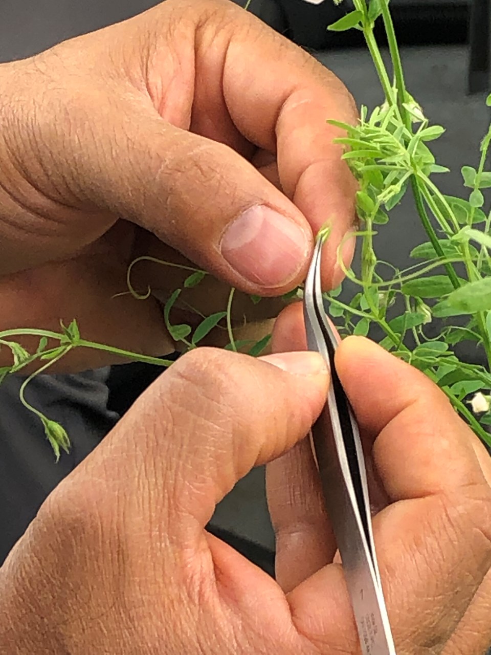lentil-plants