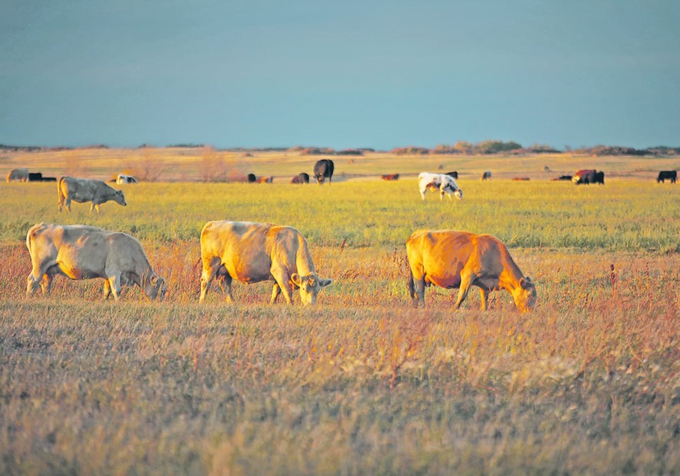 livestock-forage-pasture