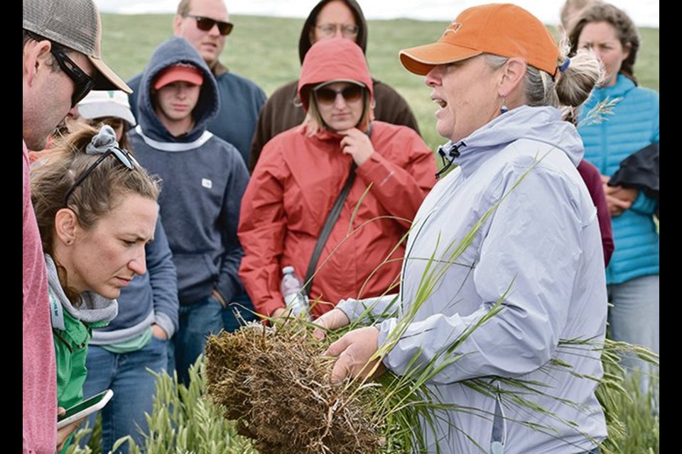 Bluesette Campbell shows the root difference between grass that was under a bale during bale grazing and grass that wasn’t, which allowed it to receive nutrients from the manure. 