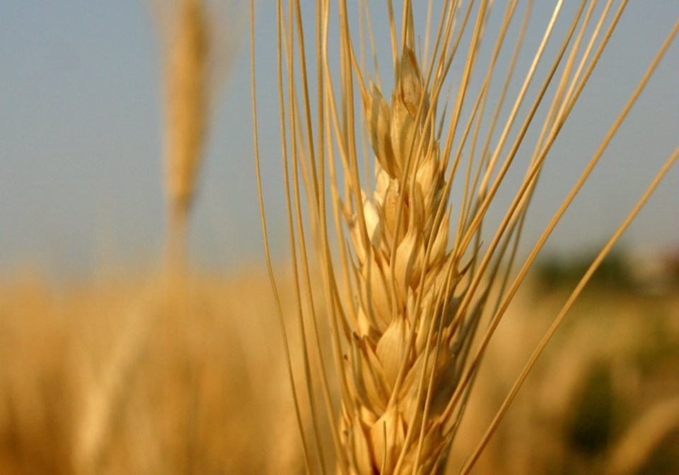 mjr-ripe-durum-30423