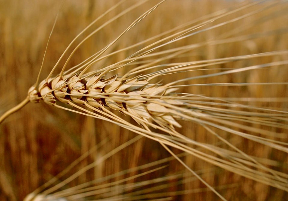 mjr-ripe-durum-4