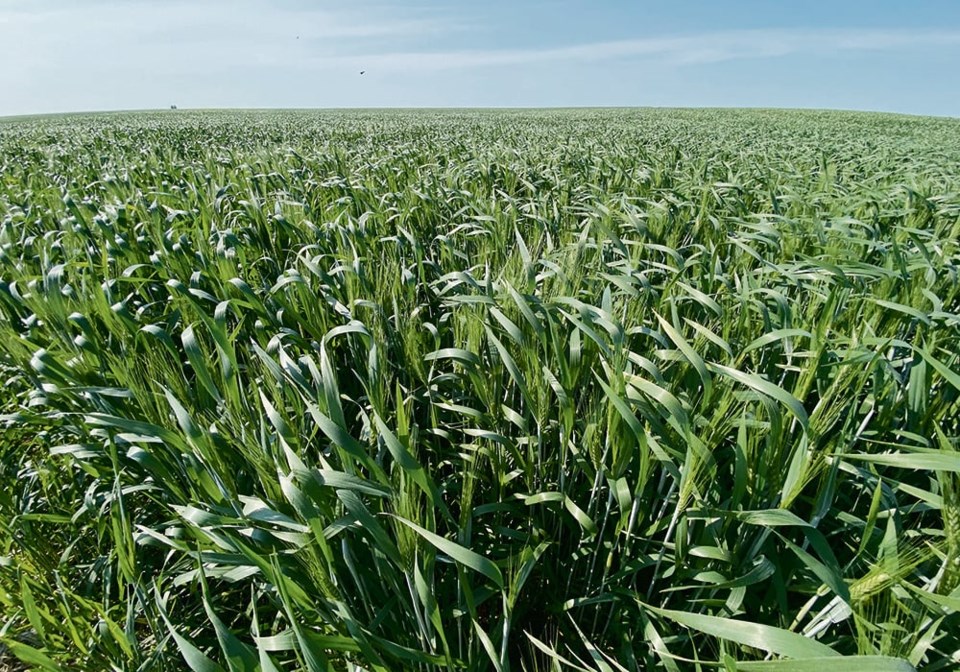 mjr11072021_durum_field_2