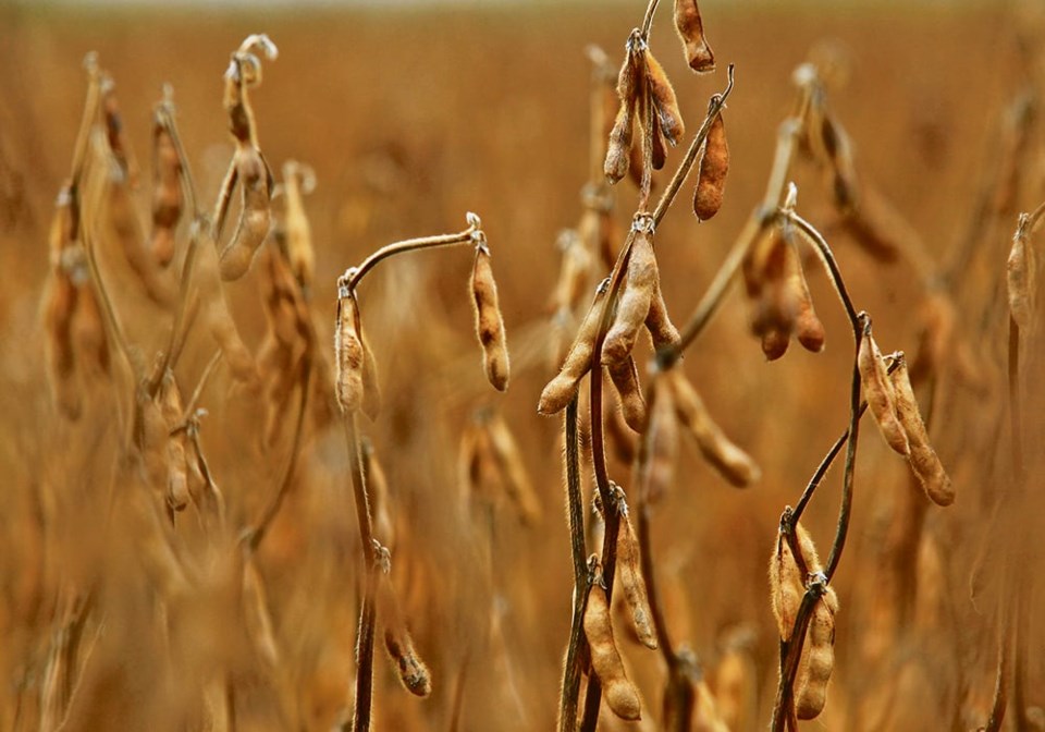 mjr201016_soybeans_francis_sk_5