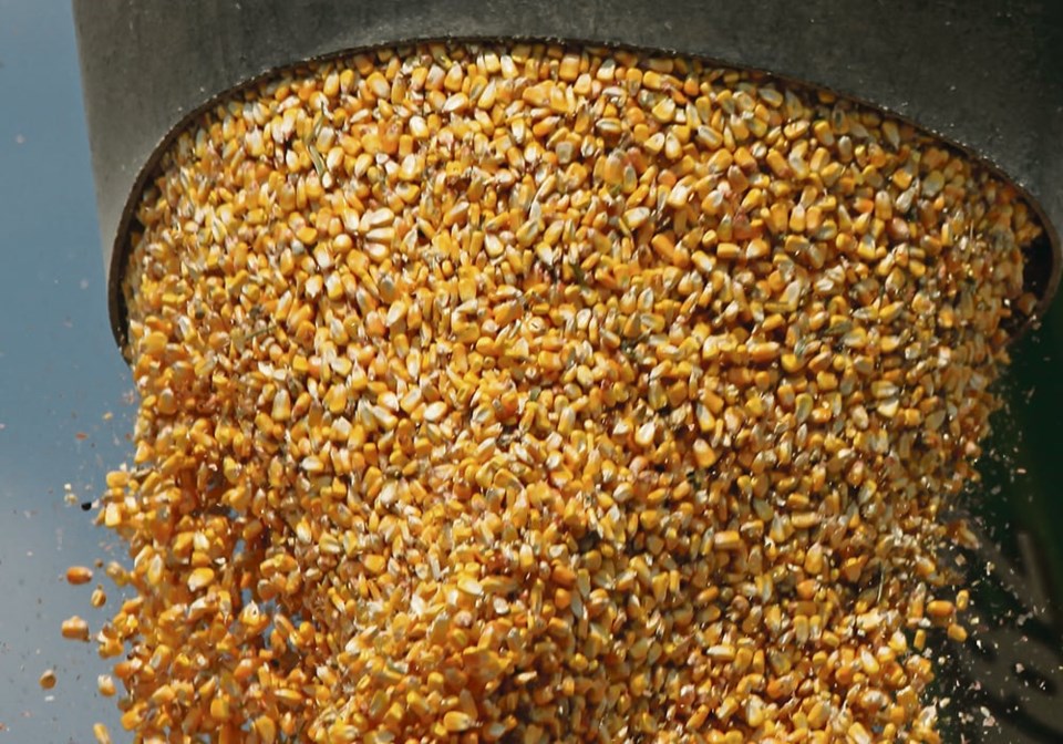 mjr_090415_victor_walch_corn_8