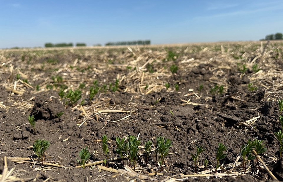 pby-soil-red-lentils-may28-2025