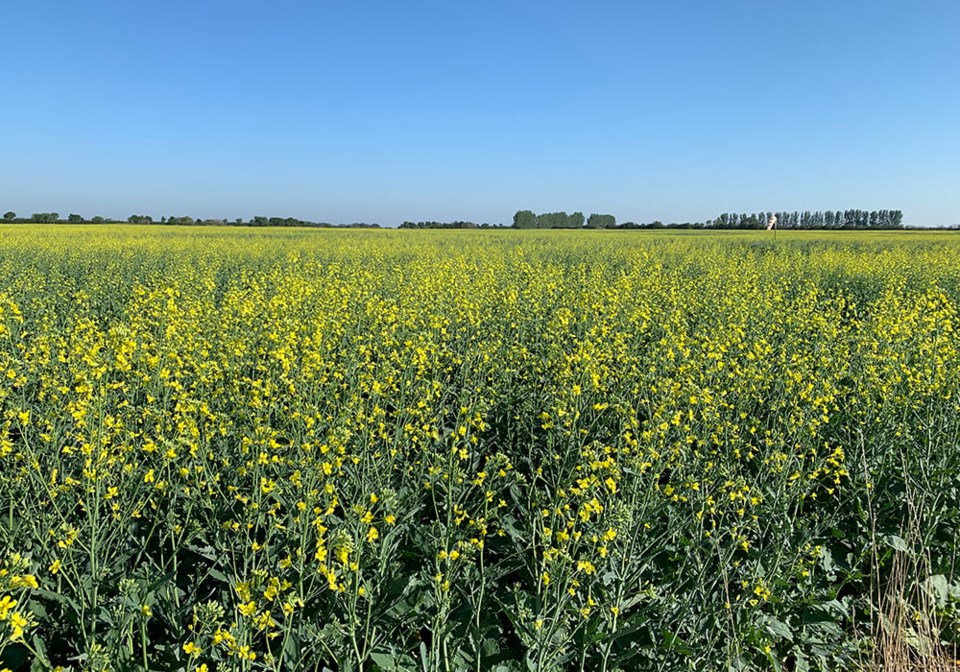 pbycanola-28062023