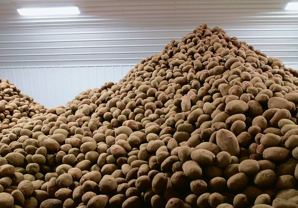 potatoes_shelton_on_farm-3