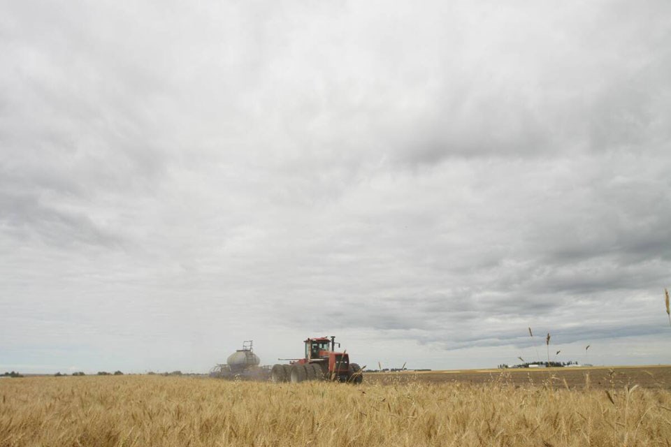 100216_web1_mpm090514_seeding-fall-rye-beside-wheat